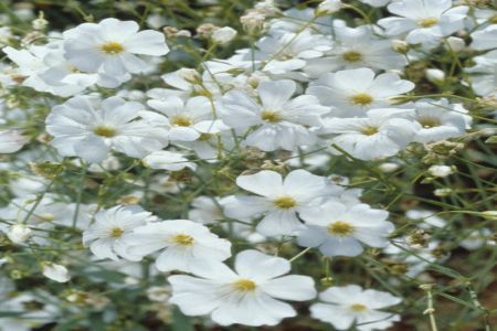 Floarea miresei - Gypsophila elegans